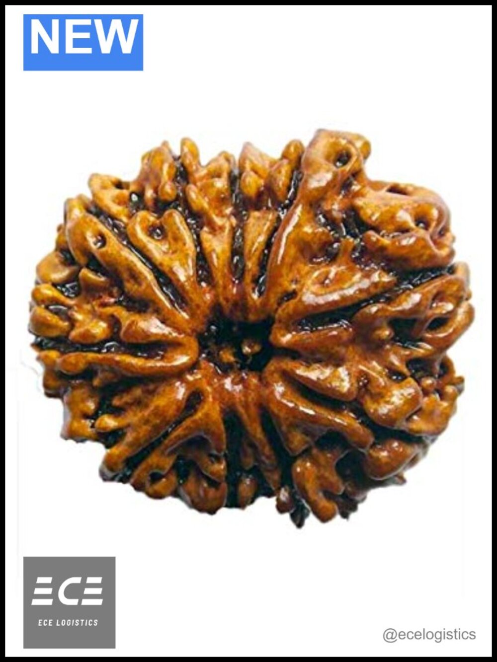 Genuine Nepali 10 Mukhi Rudraksha Bead Round Charm with Lab Certificate
